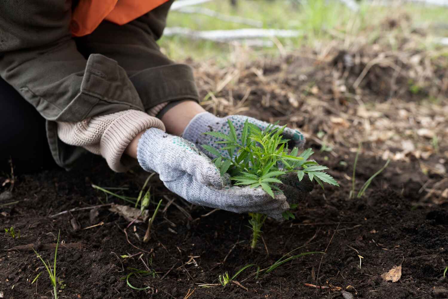 TreeGuard Tree Service